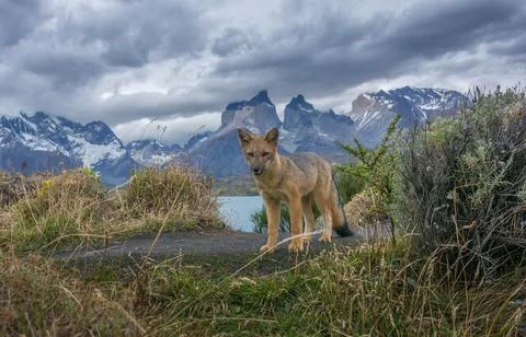 Chilean grey fox looking at the camera Stock Photos