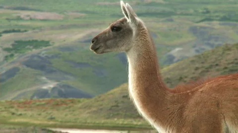 Chilean guanaco Stock Footage