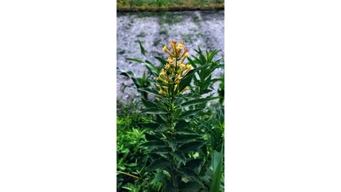 Chilean jessamine Video stock 280863247