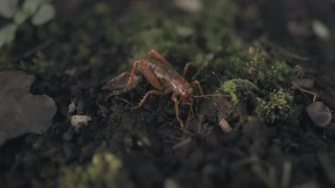Chilean red cricket moving on ground with moss and dry leaves at sunset. Stock Footage 248330792