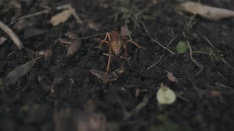 Chilean red cricket walking on forest ground. Third person view. Stock Footage 248330768