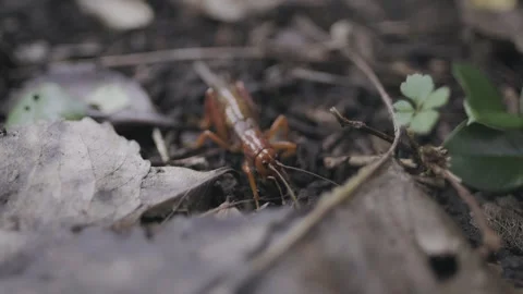 Chilean red cricket walking on forest ground and hiding under a dry leaf. Stock Footage 248330772