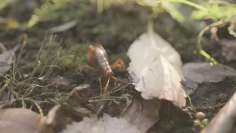 Chilean red cricket walking over a moss ground with dry leaves at sunset. Stock Footage 248330804