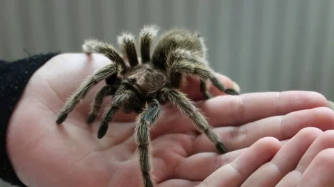 Chilean rose tarantula Stock Footage
