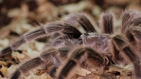 Chilean rose tarantula (Grammostola rosea) Stock Footage