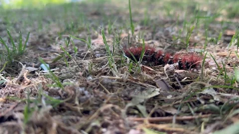 Chilean spiny caterpillar crawling on the ground. Stock Footage 323947204