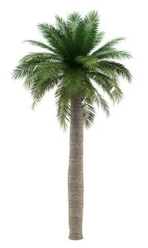 Chilean wine palm tree isolated on white background Stock Illustration