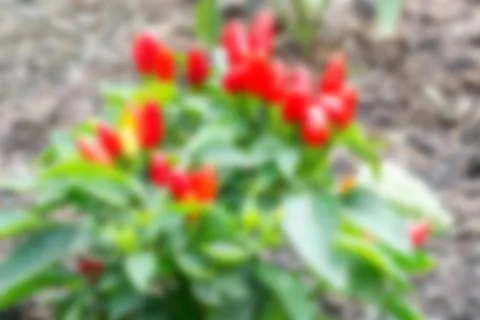 Chili blur background Stock Photos