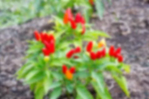 Chili blur background Stock Photos