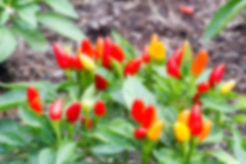 Chili blur background Stock Photos