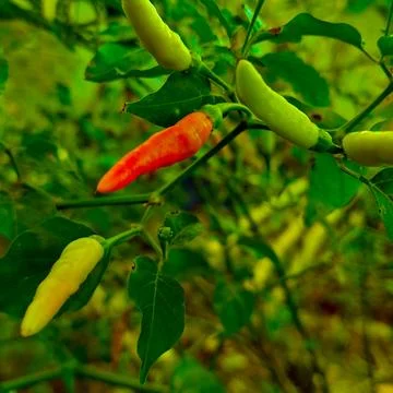 CHILI called Cabe Rawit Stock Photos