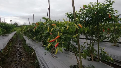 Chili Farm in Central Java – Agricultural Landscape at Sunset Stock-Footage 320892410