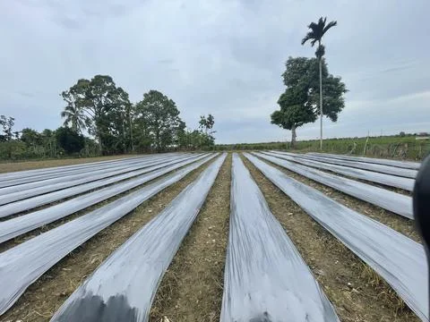 Chili farm Stock Photos