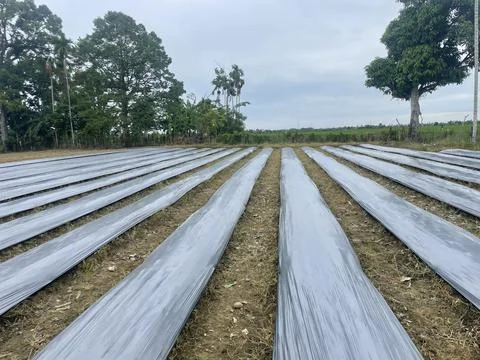 Chili farm Stock Photos