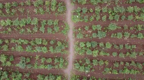 Chili farm seen from above using drone Stock Photos