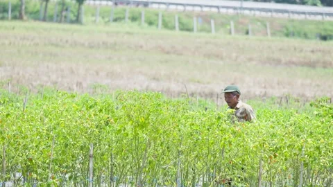 Chili Farmer Walking Through a Chili Field Stock Footage 345618863