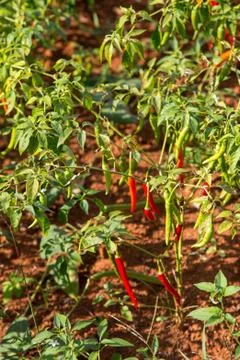 Chili field Stock Photos