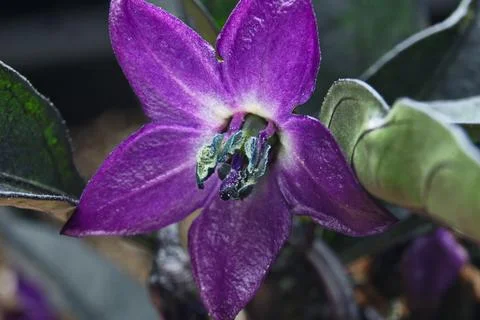 Chili flower Macro Stock Photos