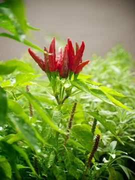 Chili flower Stock Photos