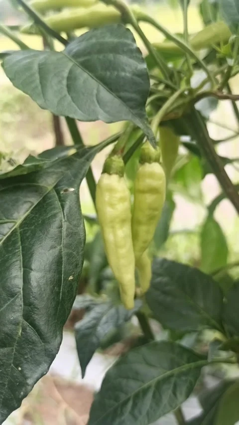 Chili 動画素材 167447819