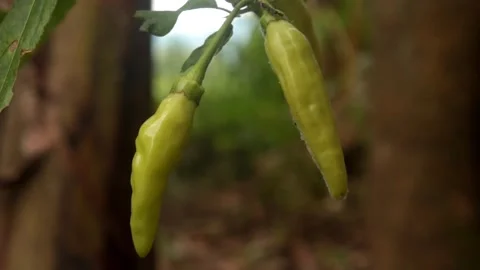 Chili Video stock 264470917