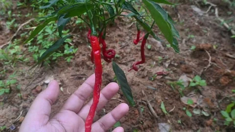 Chili Stock Footage 285582117