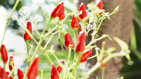 Chili fresh Видео 43758561