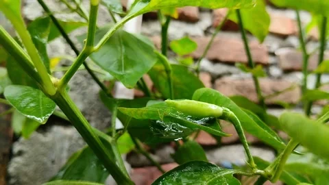 Chili fruit is called cayenne pepper (cabai rawit) 스톡 동영상 300747464