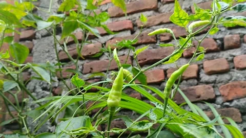 Chili fruit is called cayenne pepper (cabai rawit) which is still young 스톡 동영상 301943905