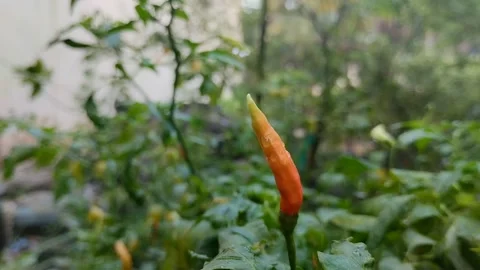 Chili fruit is called cayenne pepper (cabai rawit) when it is ripe it turns red 스톡 동영상 308906744