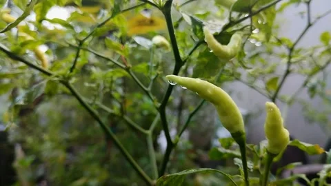 Chili fruit is called cayenne pepper (cabai rawit) which is young and green 스톡 동영상 308906793