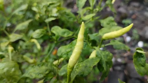 Chili fruit is called cayenne pepper (cabai rawit) which is young and green 스톡 동영상 308906798