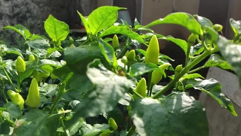 Chili fruit Stock Footage 309196517