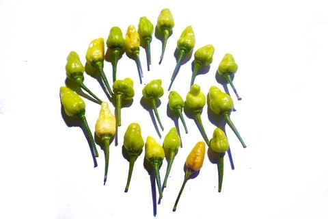 Chili fruit Stock Photos