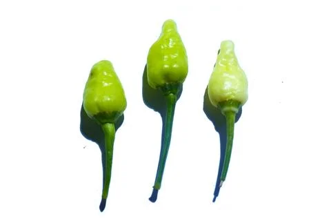 Chili fruit Stock Photos