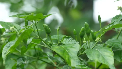 Chili in the garden Stock Footage 92375310