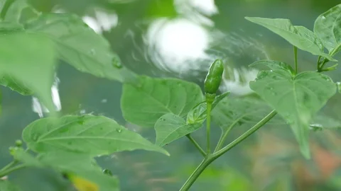 A chili in the garden Stock Footage 92375509