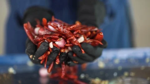 Chili Grinder Stock Footage 126655196