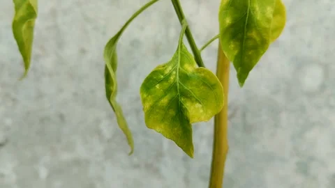 Chili leaf blight. This is because of the Phytophthora fungus 스톡 동영상 315837901