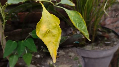 Chili leaf blight Stock Footage 301419304