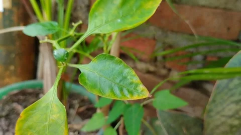 Chili leaf blight Видео 301419345