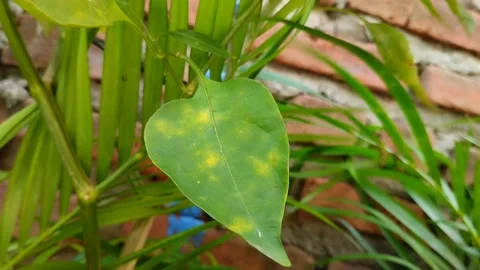 Chili leaf blight Видео 301419348