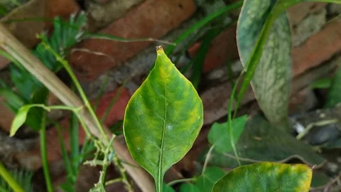 Chili leaf blight Видео 301419353