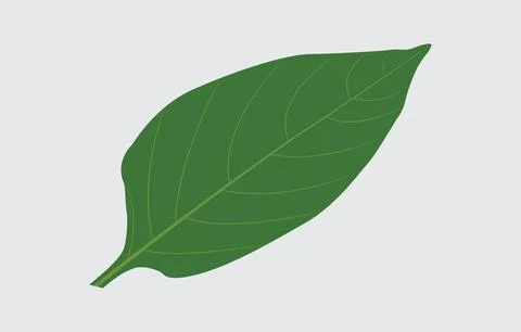 Chili Leaf Vector Art Illustration Isolated on white background Stock Illustration