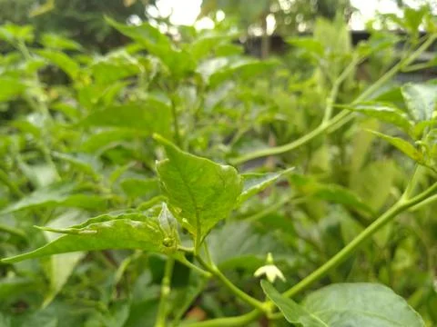 Chili leaves Stock Photos