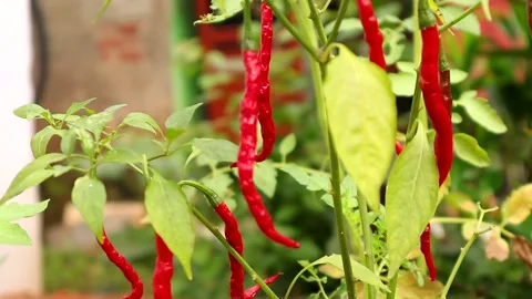 Chili paper blur to focus Stock Footage 237794412