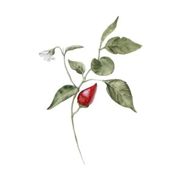 Chili pepper on a branch. Isolated on a white background. Stock Illustration