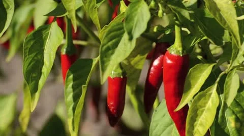 Chili pepper (Capsicum annuum) Stock Footage 13568470
