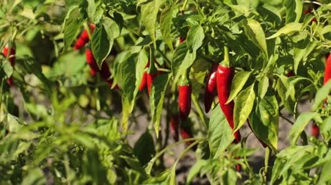 Chili pepper (Capsicum annuum) Stock Footage 13574493