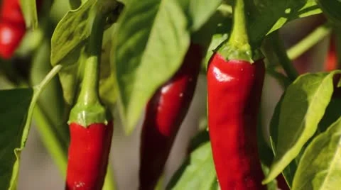 Chili pepper (Capsicum annuum) Stock Footage 13582946